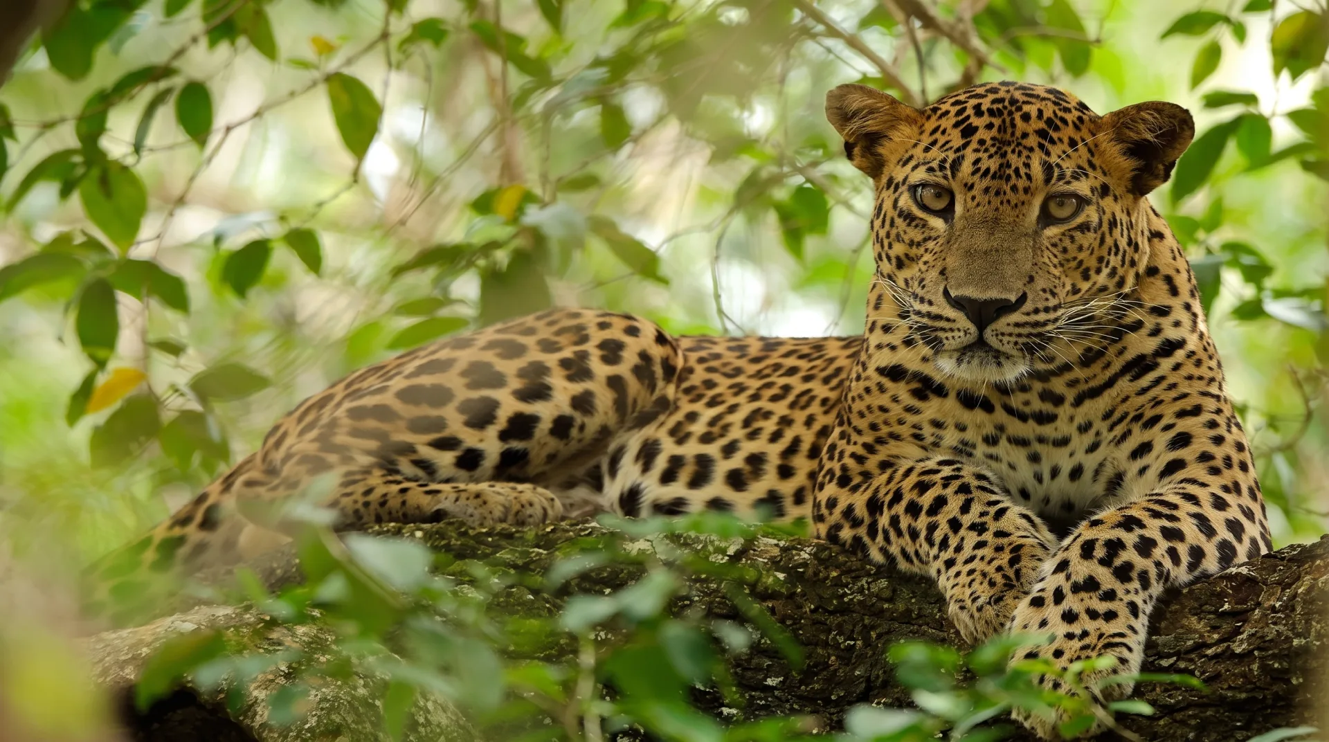 wilpattu national park — photo 1