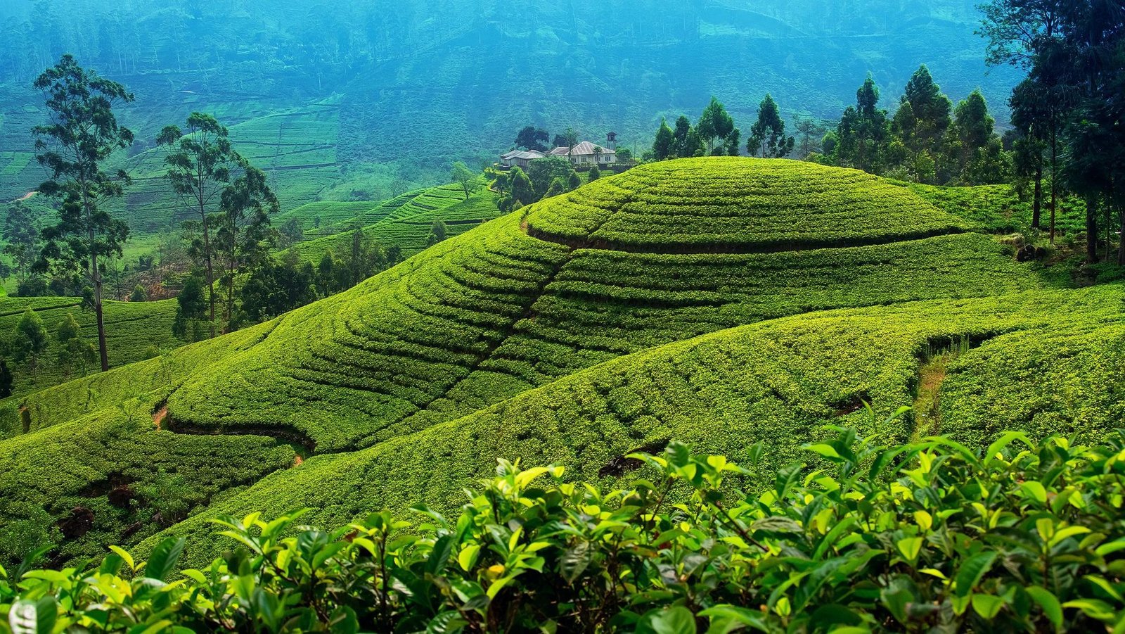 Tea Country