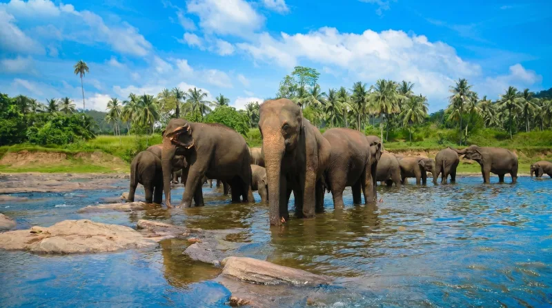 pinnawala